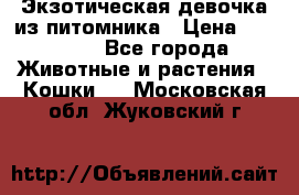 Экзотическая девочка из питомника › Цена ­ 25 000 - Все города Животные и растения » Кошки   . Московская обл.,Жуковский г.